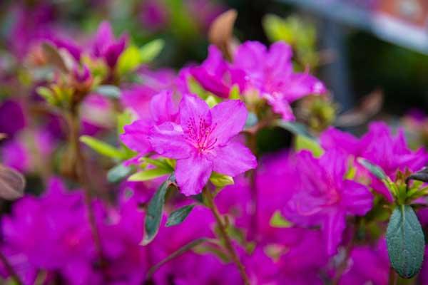 Evergreen Azalea 'Karen' 3 Gallon