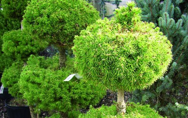 Dwarf Alberta Spruce 'Pom Pom' Topiary 7 Gallon