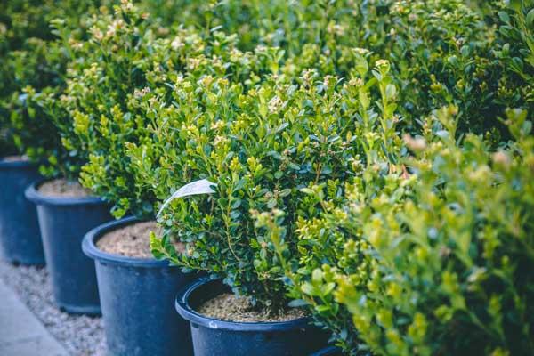 Boxwood 'Green Gem' 3 Gallon