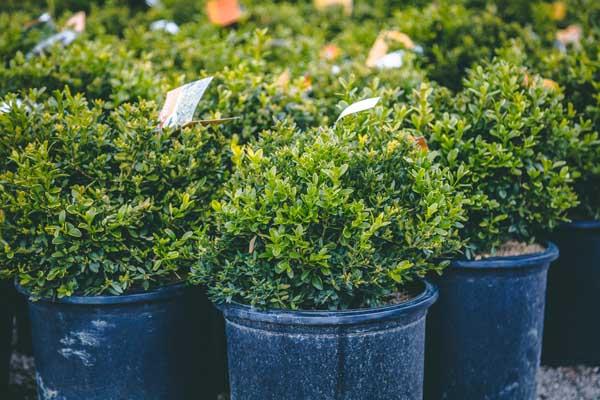 Boxwood 'Green Velvet' 5 Gallon