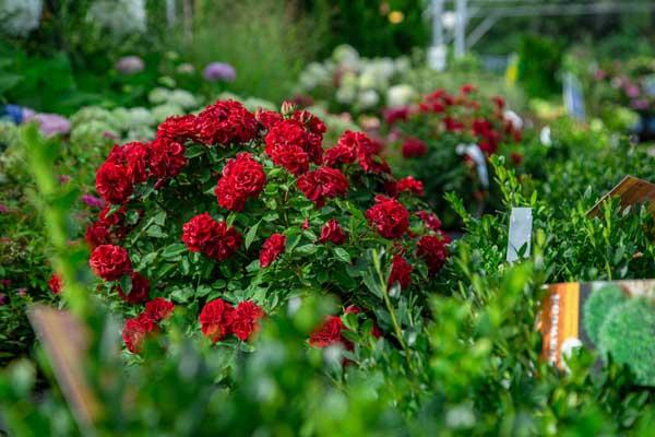 Miniature Rose Red Sunblaze&reg; Patio Pot