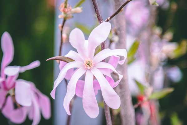 Magnolia 'Leonard Messel' 7 Gallon