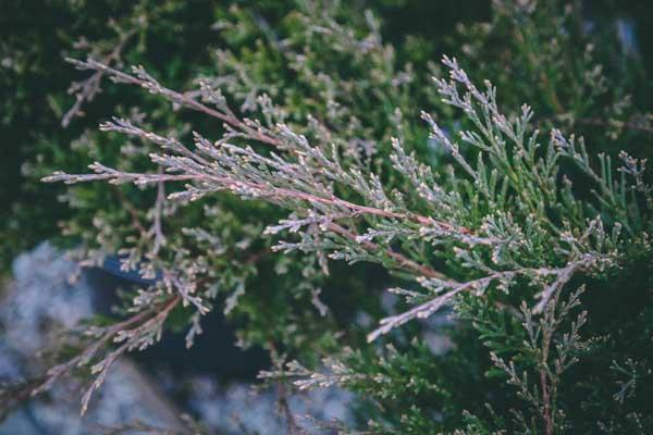 Creeping Juniper 'Andorra' 3 Gallon