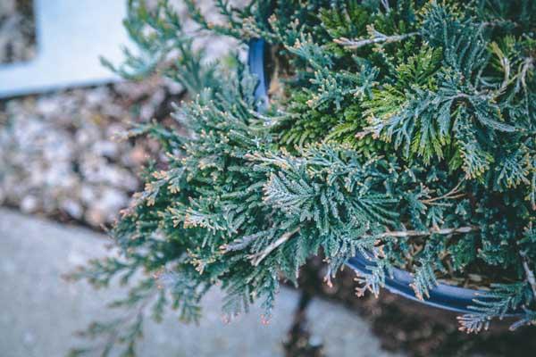 Creeping Juniper 'Blue Rug' 3 Gallon