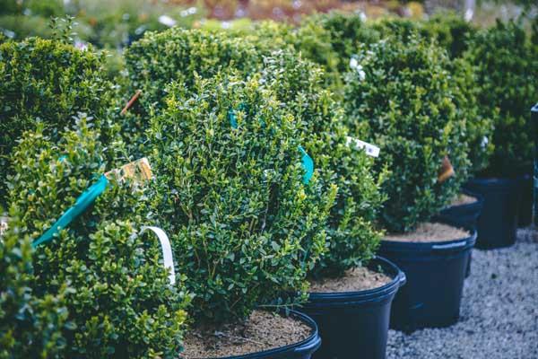 Boxwood 'Green Mountain' Pyramid 7 Gallon