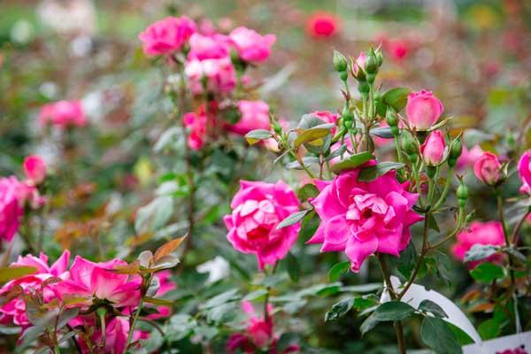 Shrub Rose Pink Double Knock Out&reg; 3 Gallon