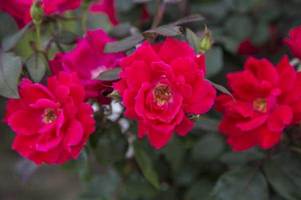 Shrub Rose Knock Out&reg; 3 Gallon