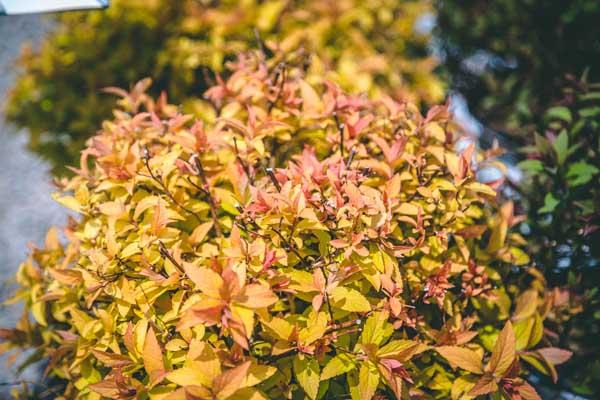 Spirea 'Goldflame' 3 Gallon