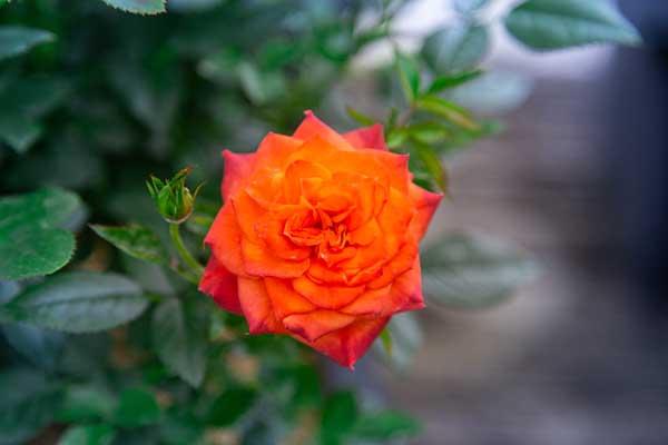 Miniature Rose Mandarin Sunblaze&reg; Patio Pot