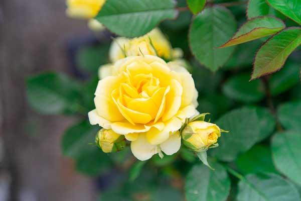 Miniature Rose Yellow Sunblaze&reg; Patio Pot