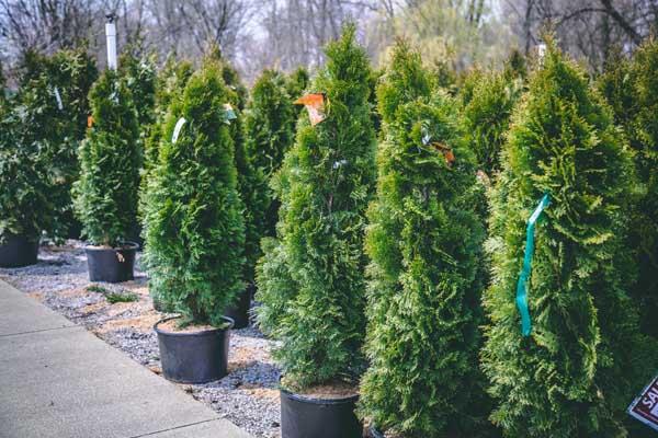 Arborvitae 'Emerald Green' 7 Gallon