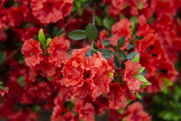 Evergreen Azalea 'Stewartstonian' 3 Gallon