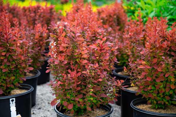 Barberry 'Orange Rocket' 3 Gallon