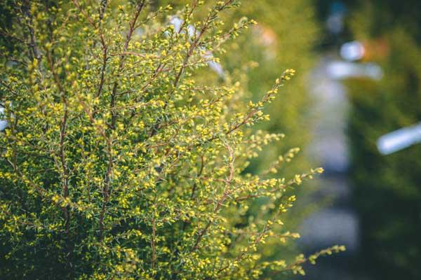 Common Juniper 'Gold Cone' 3 Gallon