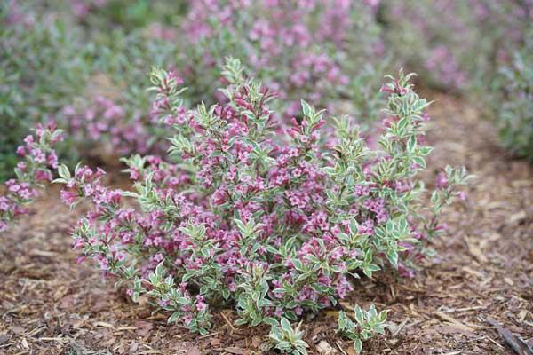 Weigela My Monet&reg; 2 Gallon