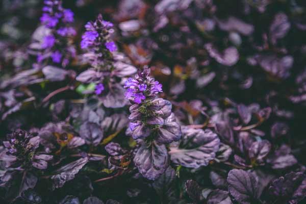 Bugleweed 'Black Scallop' Market Basket