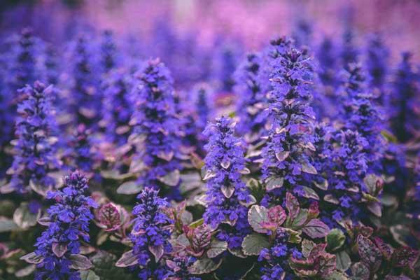 Bugleweed 'Burgundy Glow' Market Basket