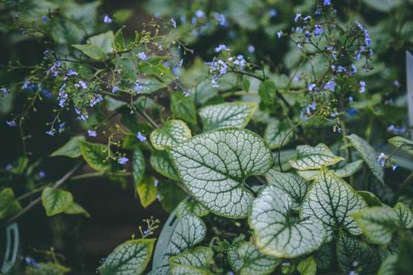 Siberian Bugloss 'Jack Frost' 2 Gallon