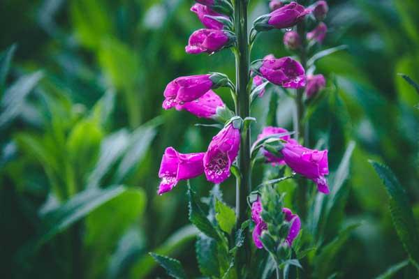 Foxglove 'Dalmation Purple' 2 Gallon