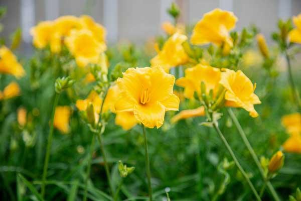 Daylily 'Stella de Oro' 2 Gallon