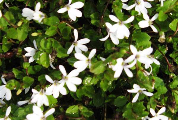 White Star Creeper Market Basket