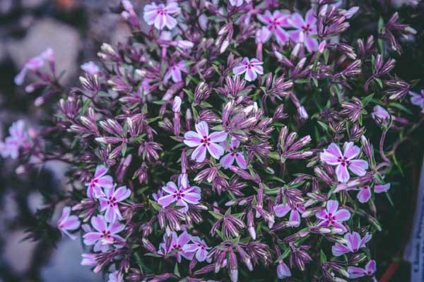 Creeping Phlox 'Candy Stripe' 1 Gallon