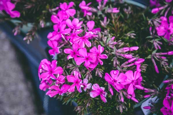 Creeping Phlox 'Drummond Pink' 1 Gallon
