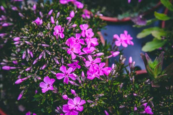 Creeping Phlox 'Emerald Pink' 1 Gallon