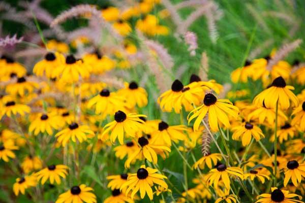 Black-Eyed Susan 'Goldsturm' 1 Gallon