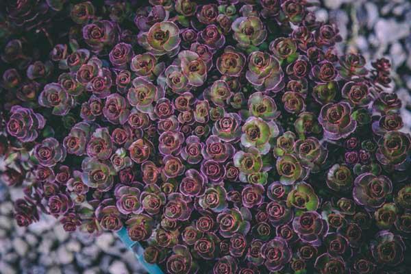 Stonecrop 'Blaze of Fulda' Market Basket