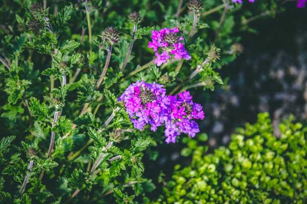 Verbena 'Homestead Purple' Market Basket