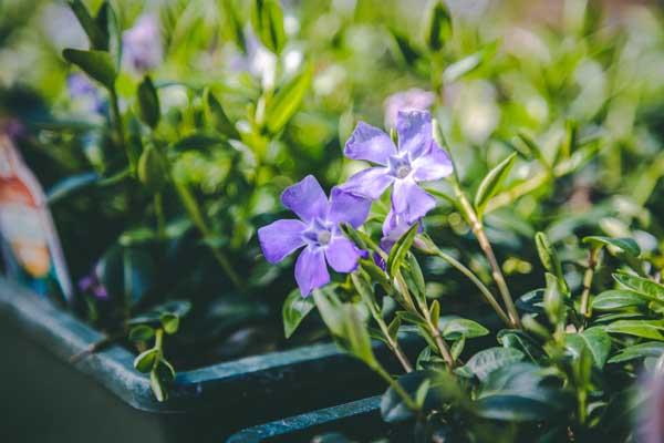 Periwinkle 'Bowles Cunningham' Market Basket