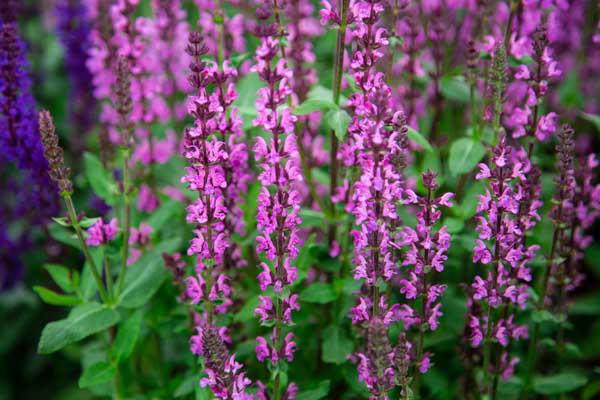 Woodland Sage 'New Dimension Rose' 2 Gallon