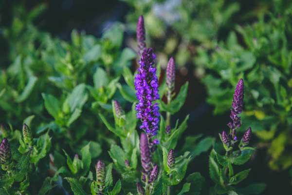 Woodland Sage 'New Dimension Blue' 2 Gallon