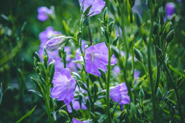 Bellflower 'Takion Blue' 2 Gallon