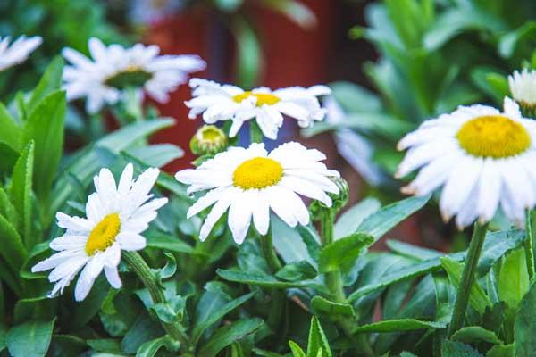 Shasta Daisy 'White Mountain' 2 Gallon