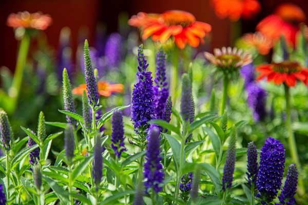 Spike Speedwell 'Dark Blue' 1 Gallon