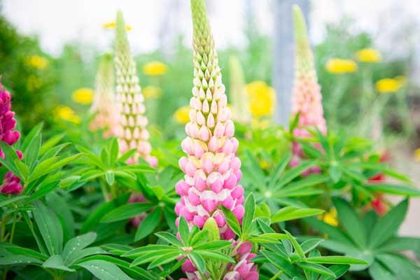 Lupine Staircase&trade; Rose White 2 Gallon