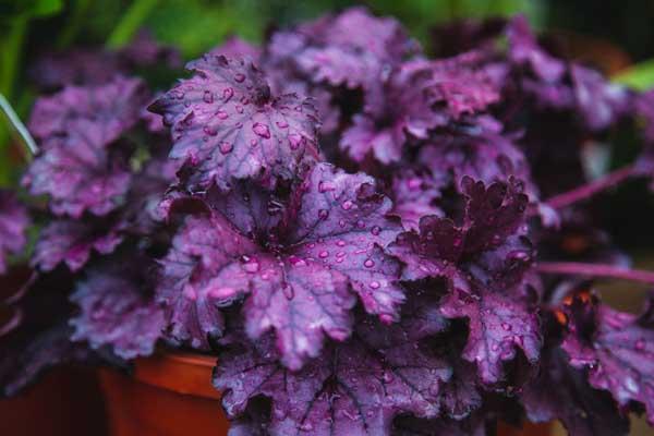 Coral Bells 'Forever Purple' 2 Gallon