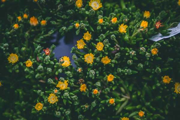 Ice Plant 'Periodot' 1 Gallon