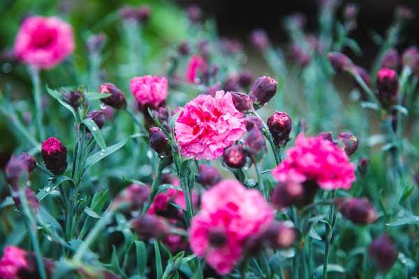 Dianthus Scent First&reg; Sugar Plum 1 Gallon