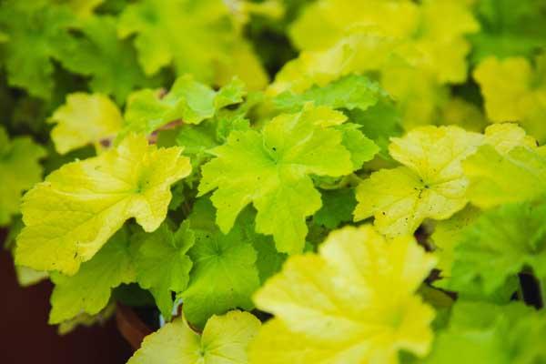 Coral Bells 'Guacamole' 2 Gallon