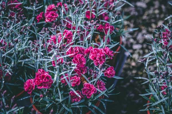 Dianthus EverLast&trade; Burgundy Blush 1 Gallon