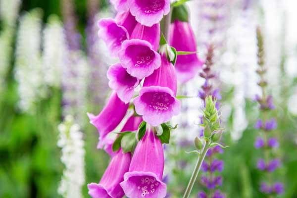 Foxglove 'Camelot Rose' 2 Gallon