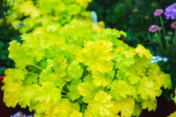 Coral Bells 'Lime Rickey' 2 Gallon