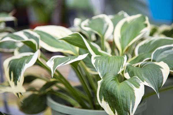 Hosta 'Patriot' 1 Gallon