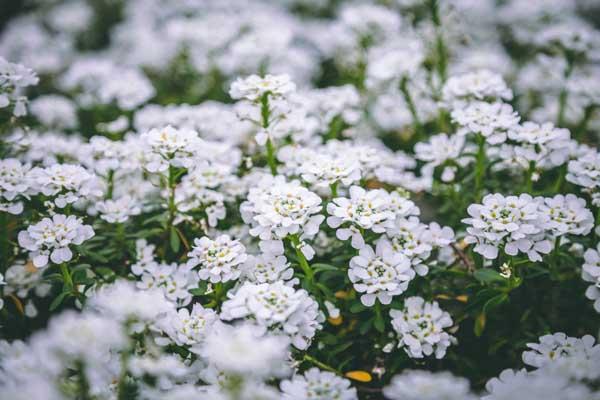 Candytuft 'Purity' 1 Gallon