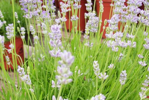 English Lavender 'Blue Cushion' 2 Gallon