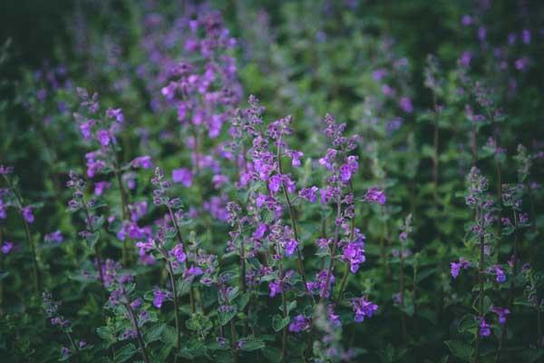 Catmint 'Walker's Low' 2 Gallon