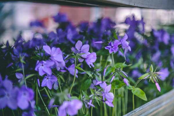 Woodland Phlox 'Blue Moon' 2 Gallon